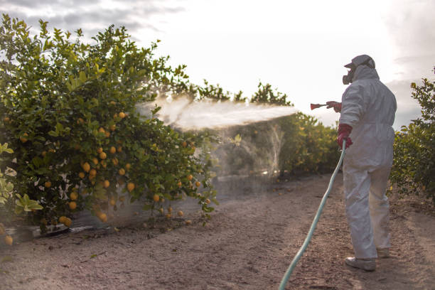 Best Termite Control Services  in West Bountiful, UT