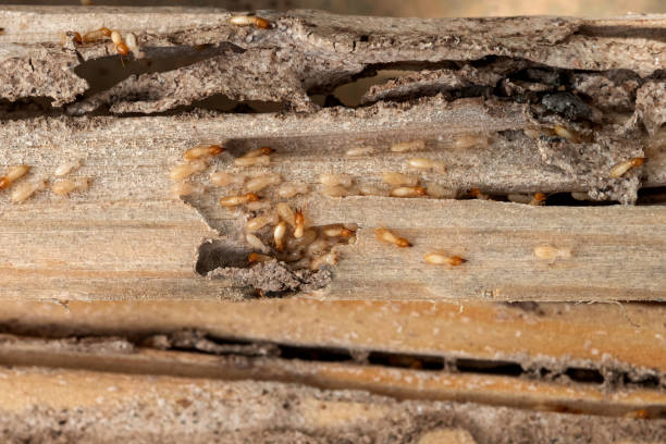 Best Bed Bug Extermination  in West Bountiful, UT