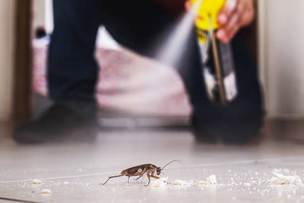 Best Flea Control Services  in West Bountiful, UT