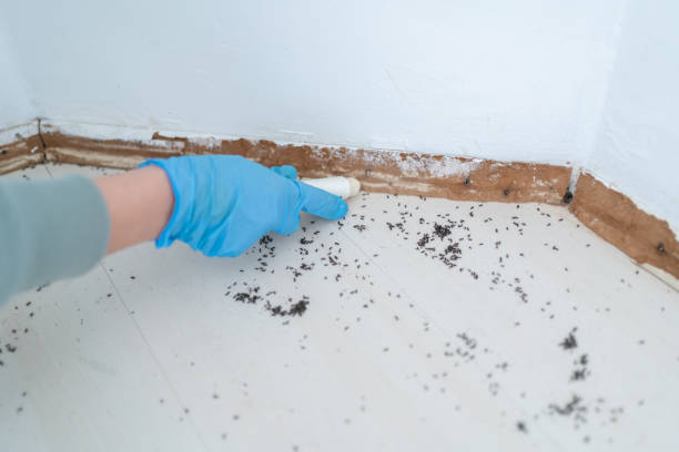 Professional Pest Control in West Bountiful, UT